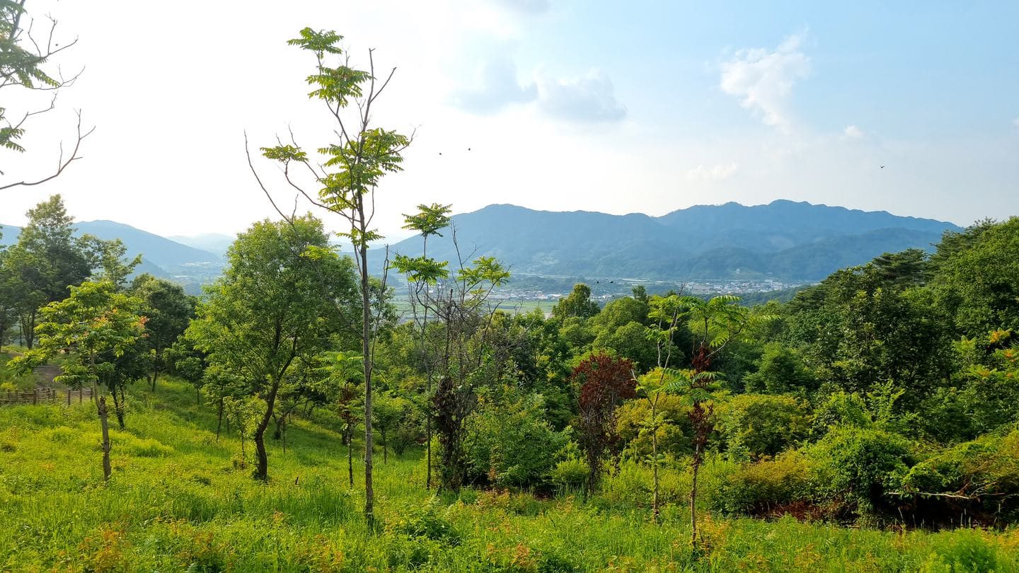 A young tree over green slopes, mountains on the horizon under a blue sky
