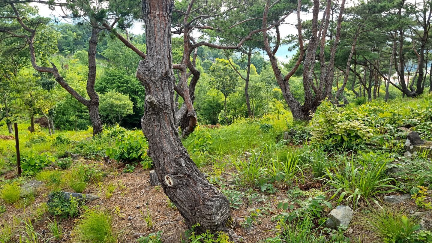A twisted pine trunk on a grassy forest floor