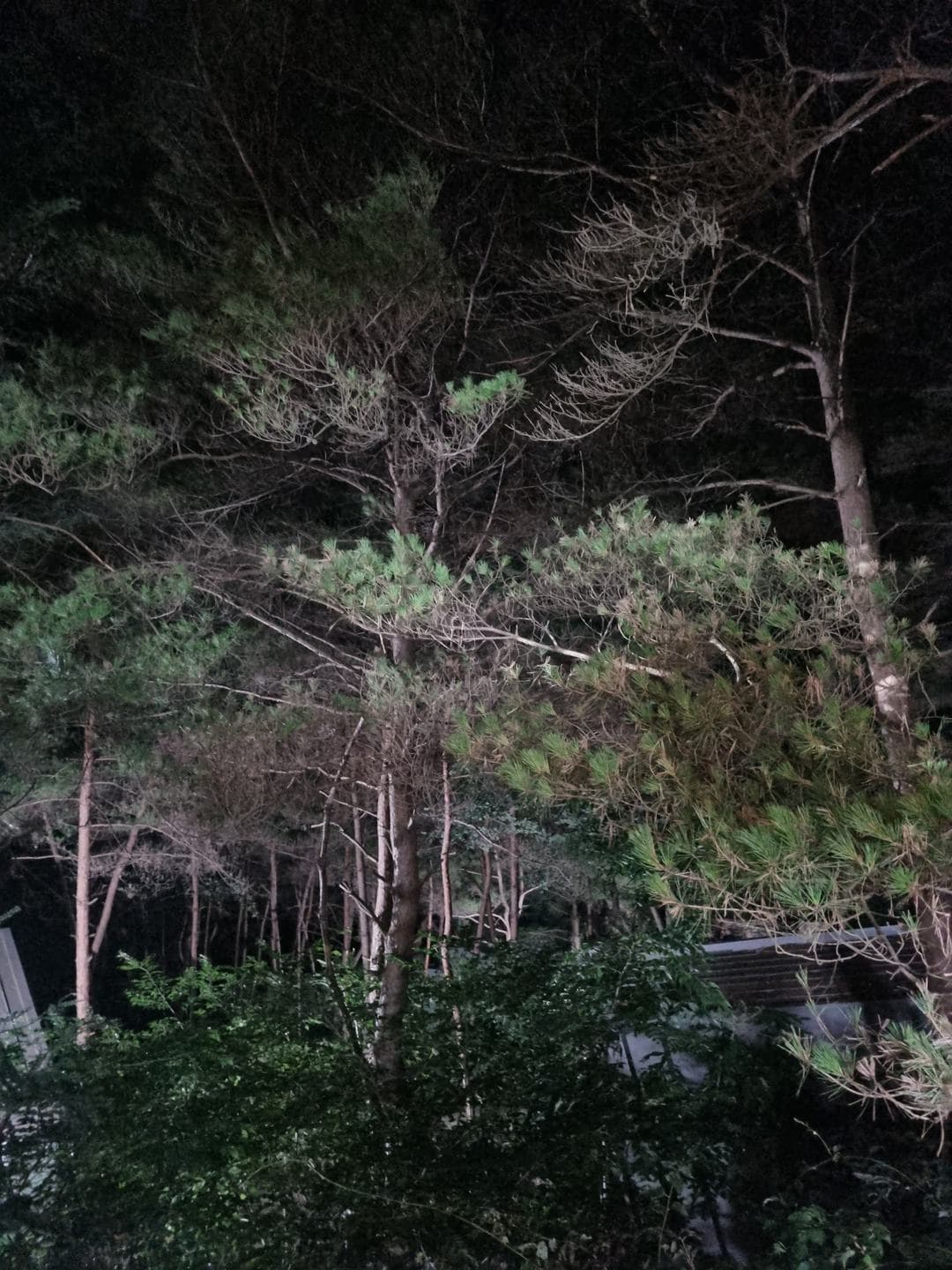 Pine trees lit up at night around the cabin