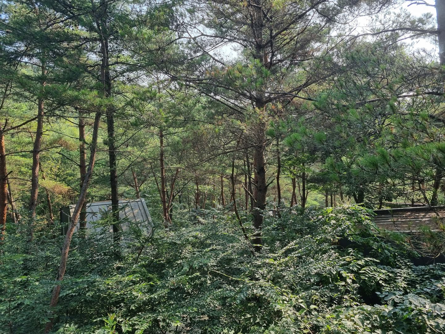 Dense pine forest seen from the cabin deck