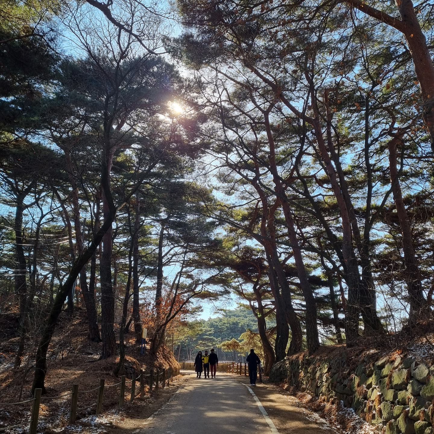 A pine-lined path inside the fortress, hikers walking ahead