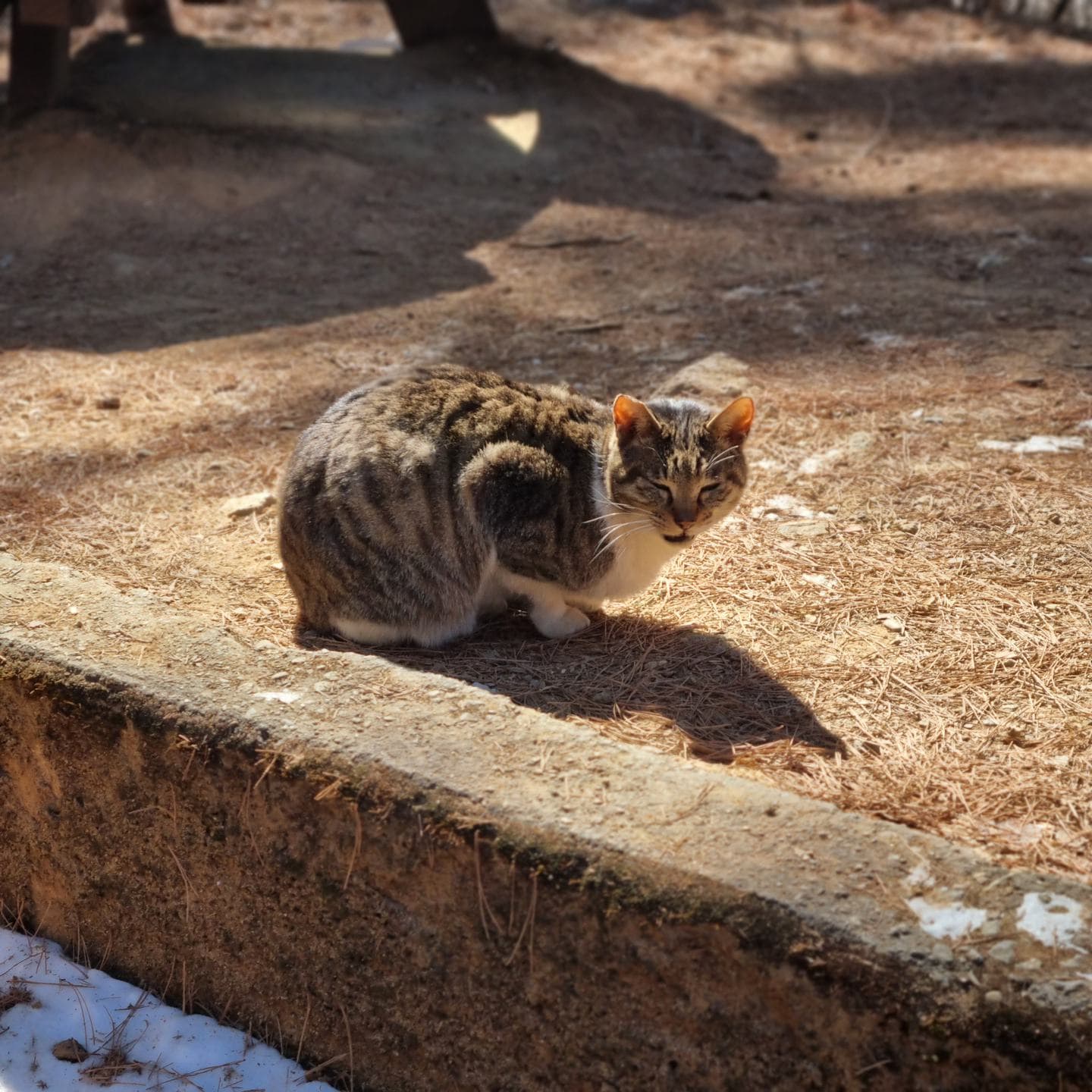 A tabby cat sunning itself on pine needles beside a stone ledge