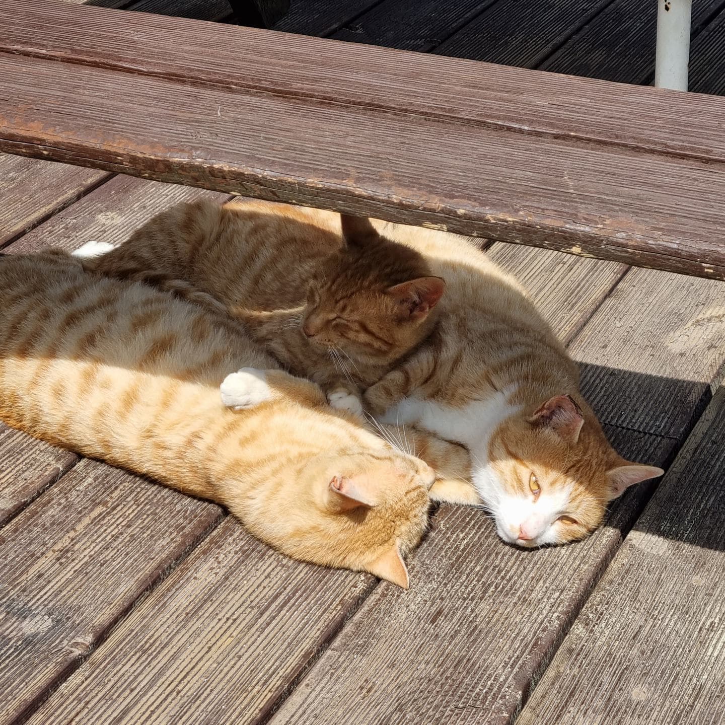 Two ginger cats asleep under a picnic table