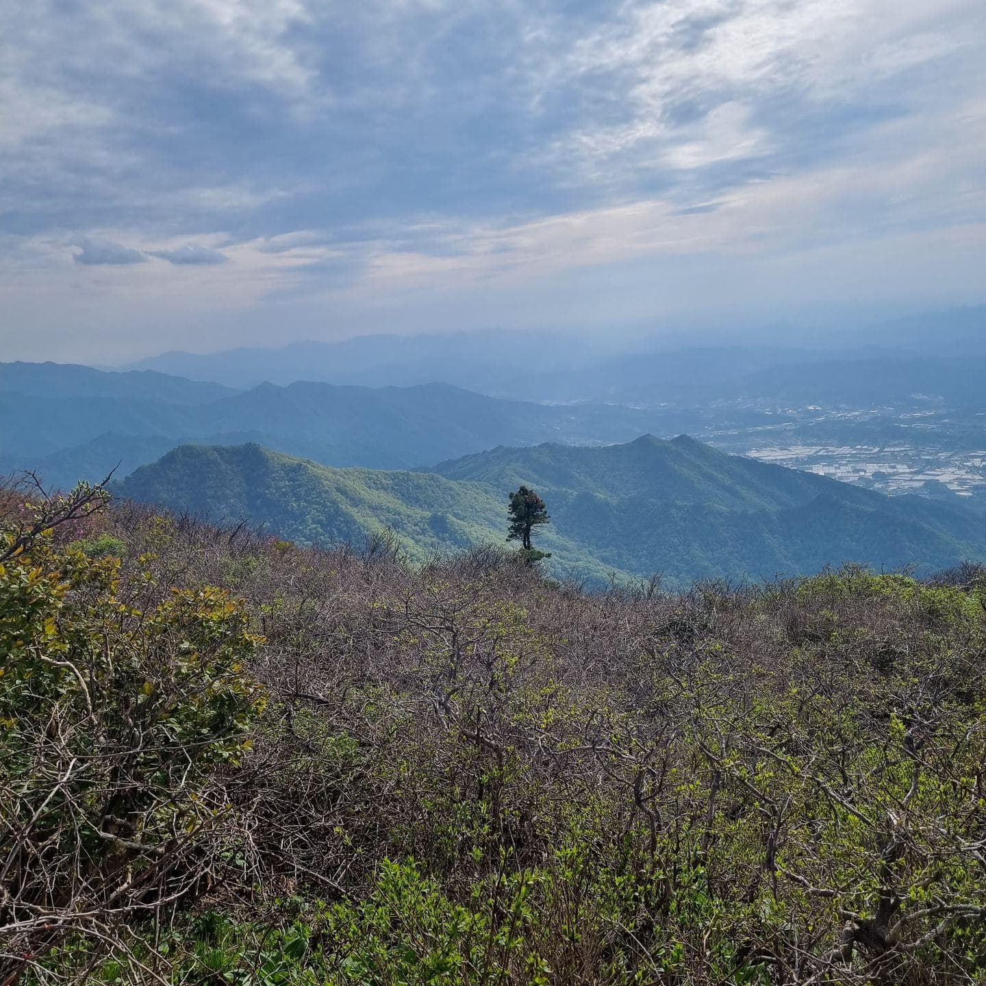 Low shrubs and a lone tree on the ridge, ranges beyond
