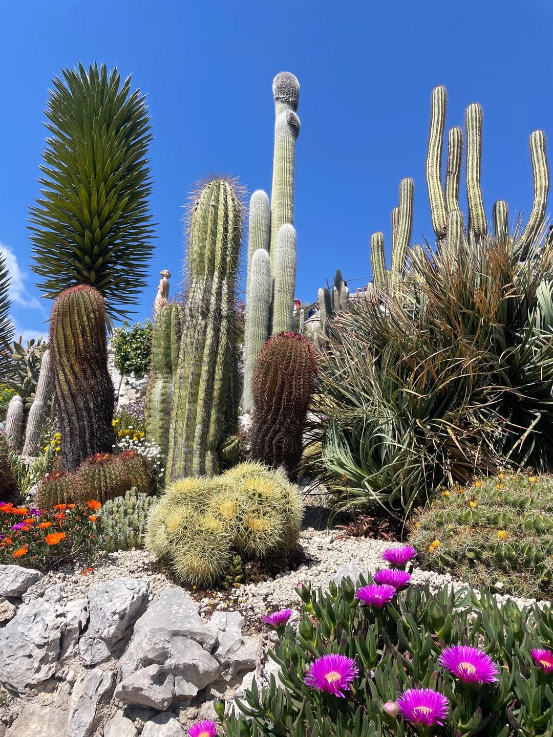 Cacti and pink ice-plant flowers in the exotic garden
