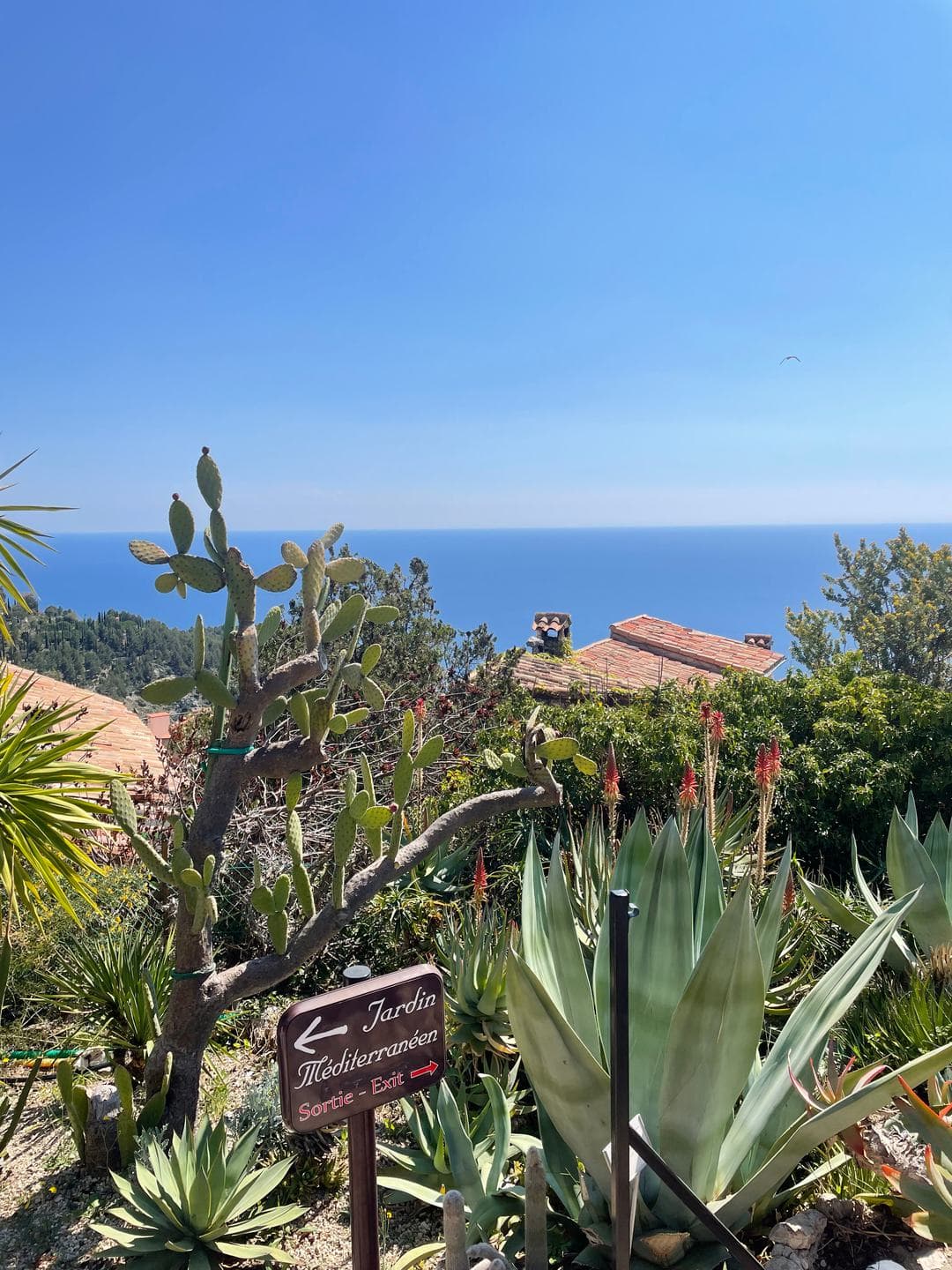 Agaves and succulents above the sea