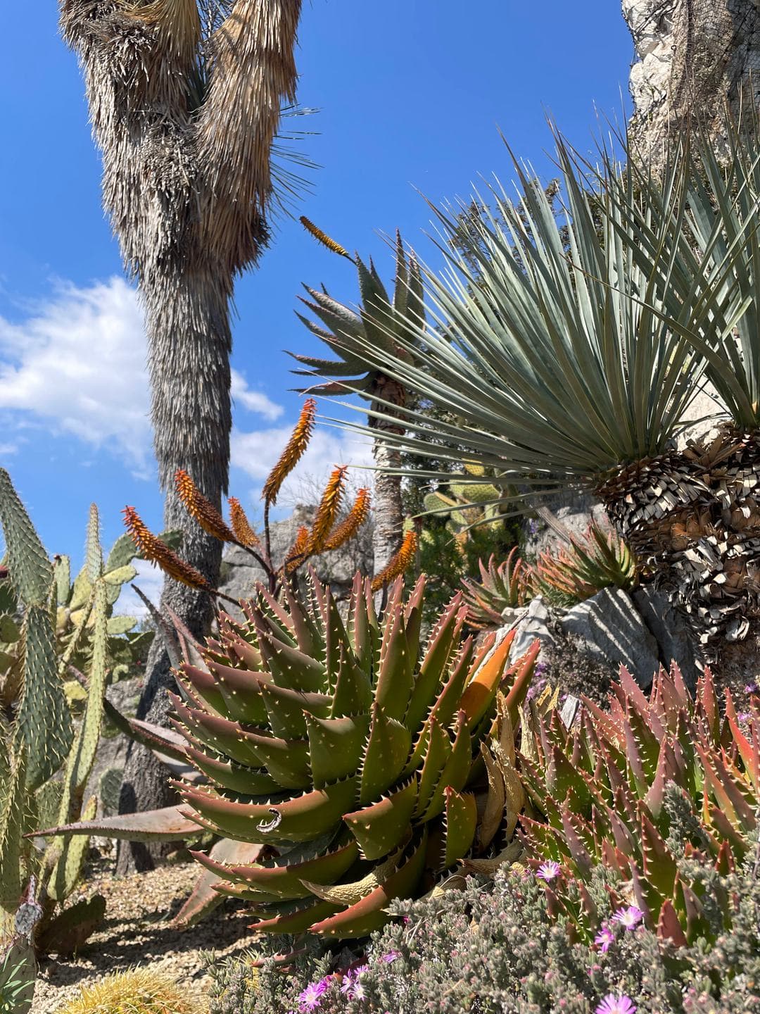 Aloes and spiky palms under a blue sky