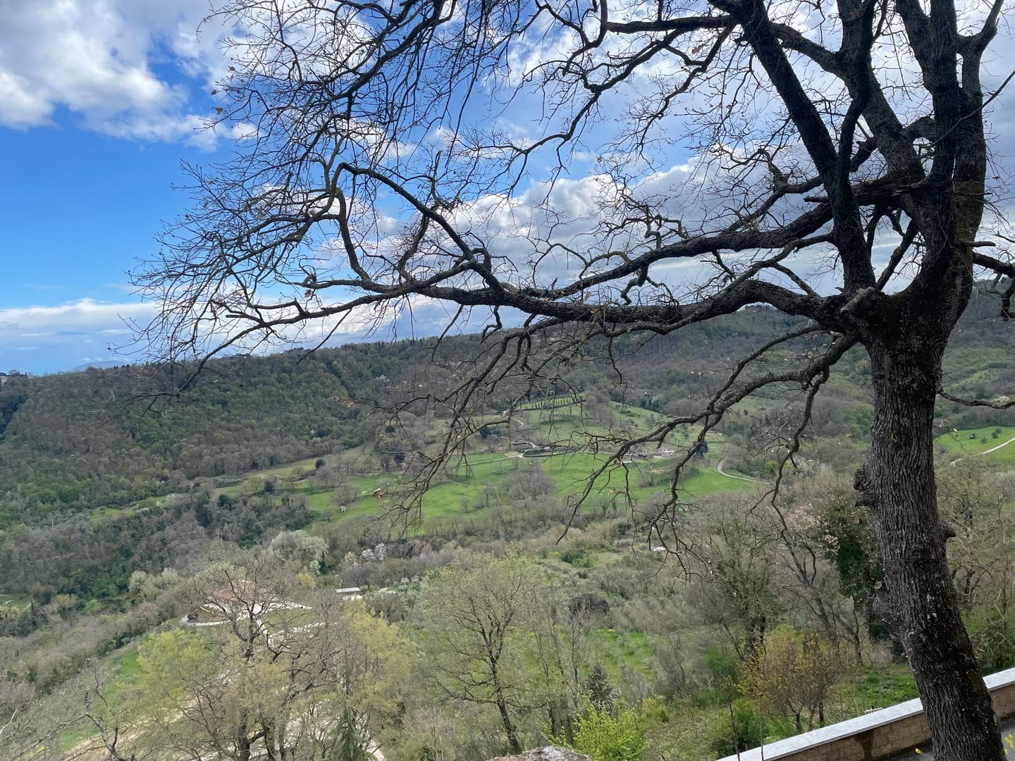 A bare tree over the green valley