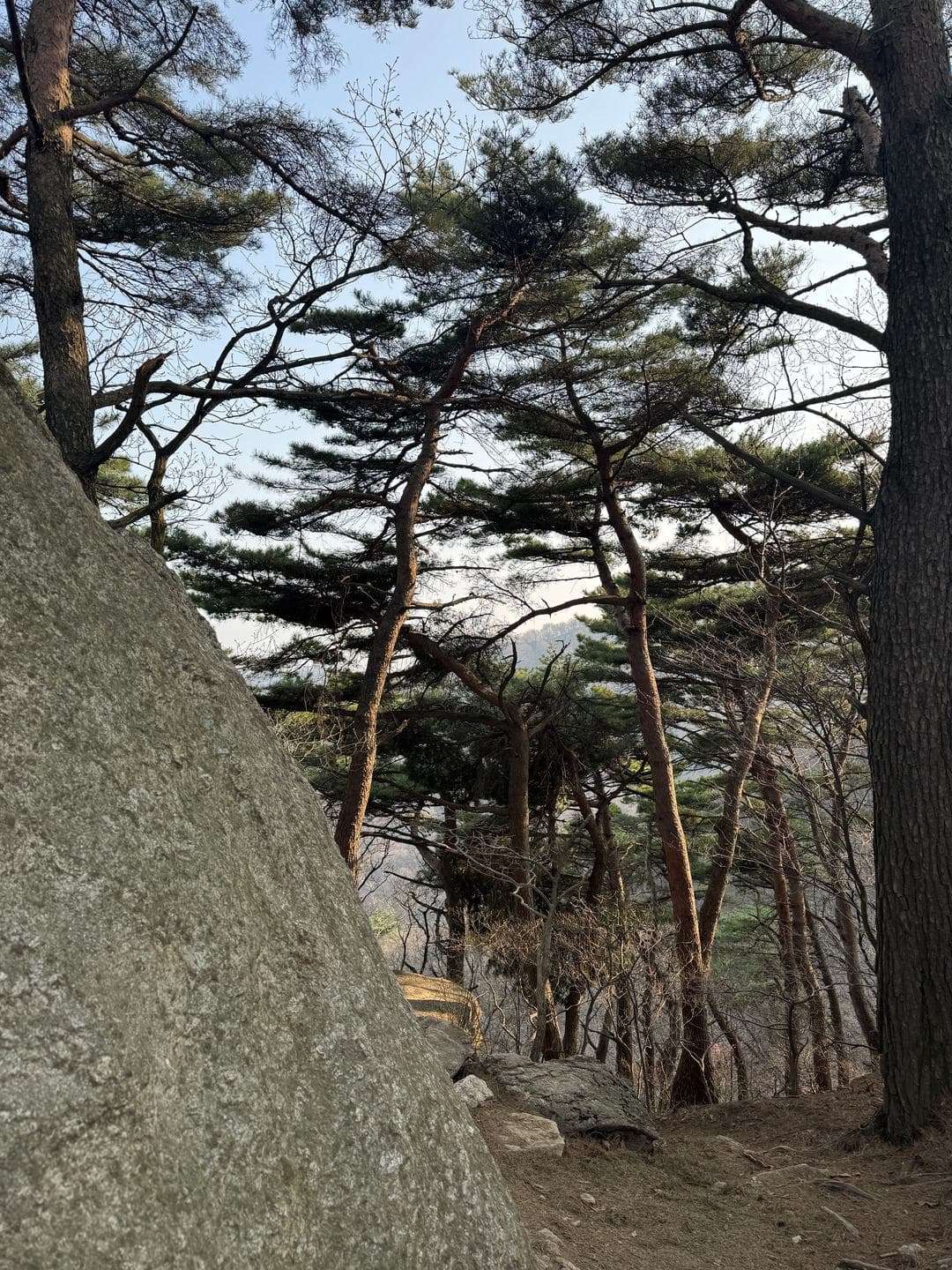 Pines and granite boulders along the trail