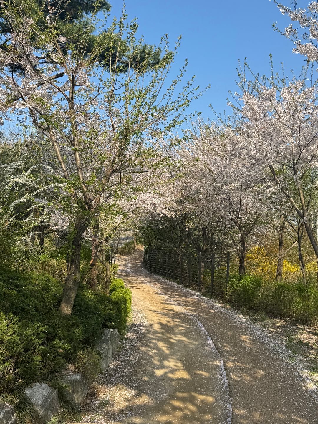 A dirt path lined with cherry trees and forsythia