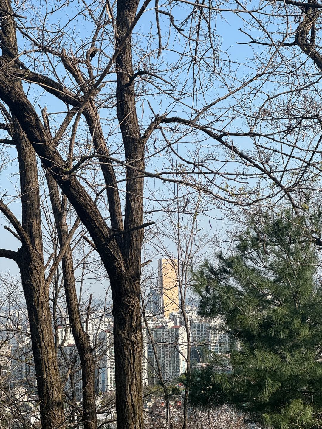 Bare branches and pines with apartment towers beyond