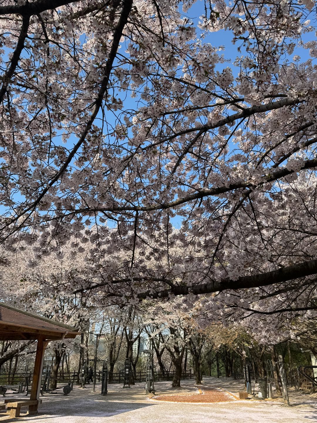 Looking up into the cherry blossoms over the pavilion