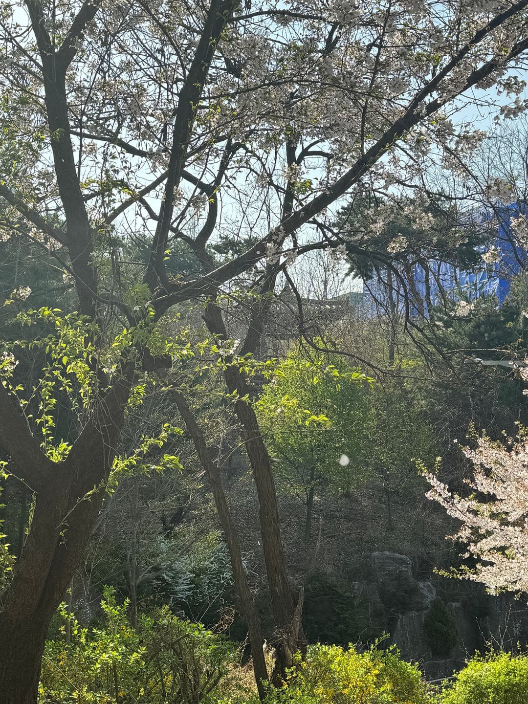 Fresh green leaves and the last blossoms on the slope