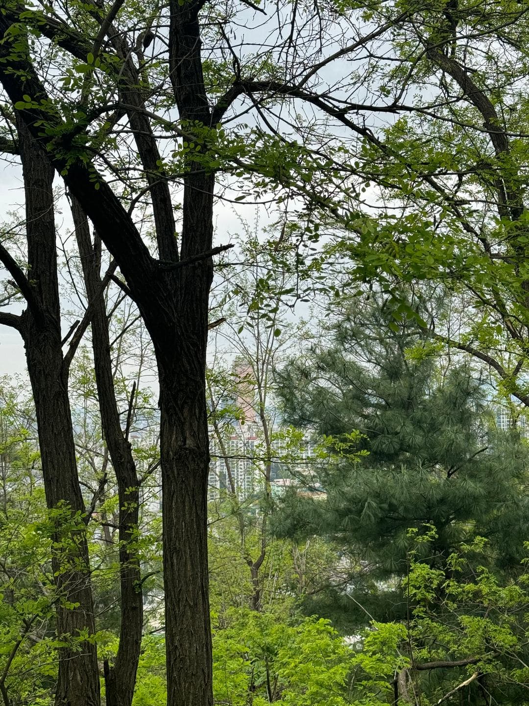 Tall trunks and new leaves on the hillside