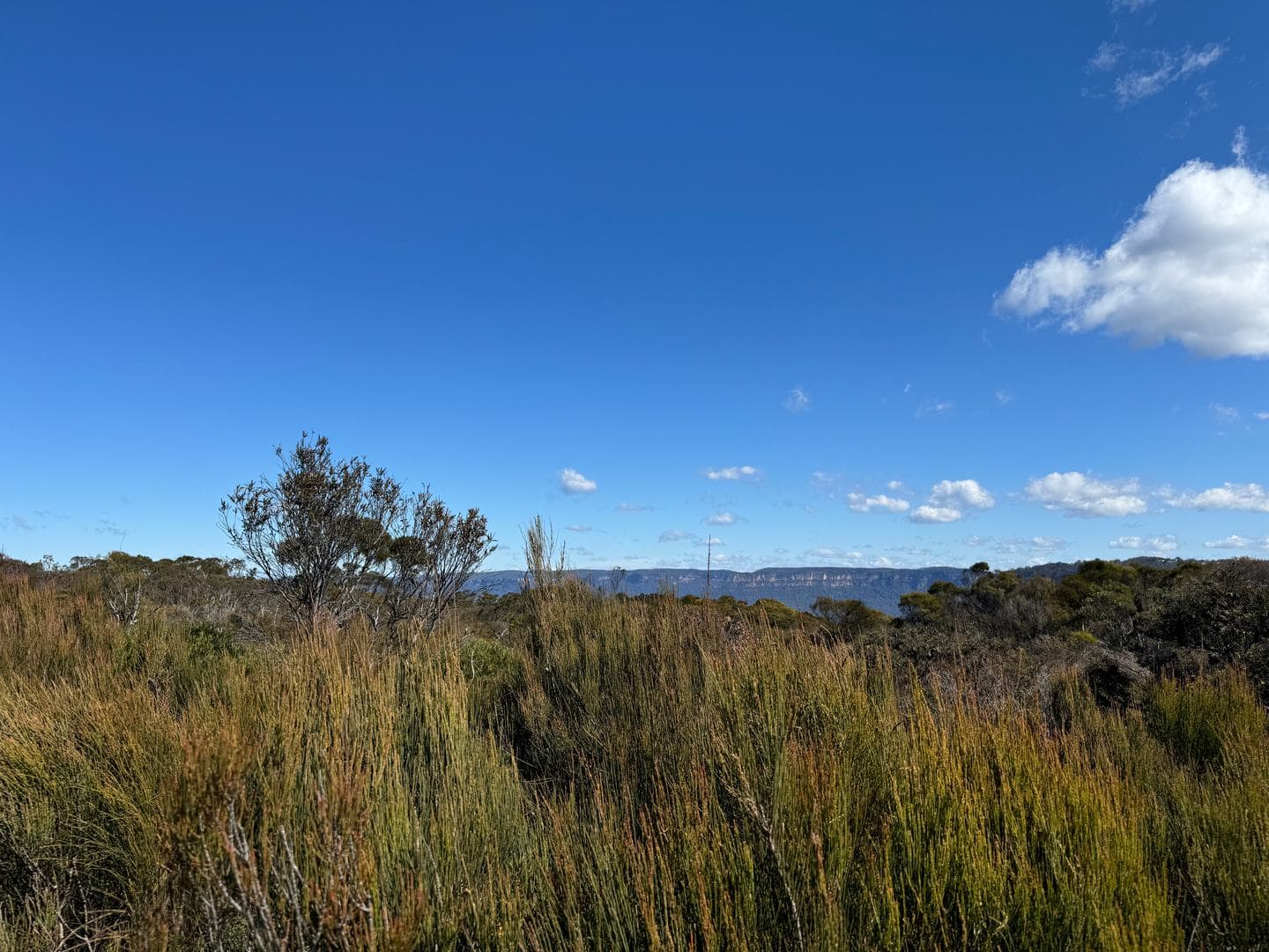 Tall grass and scrub at the cliff top