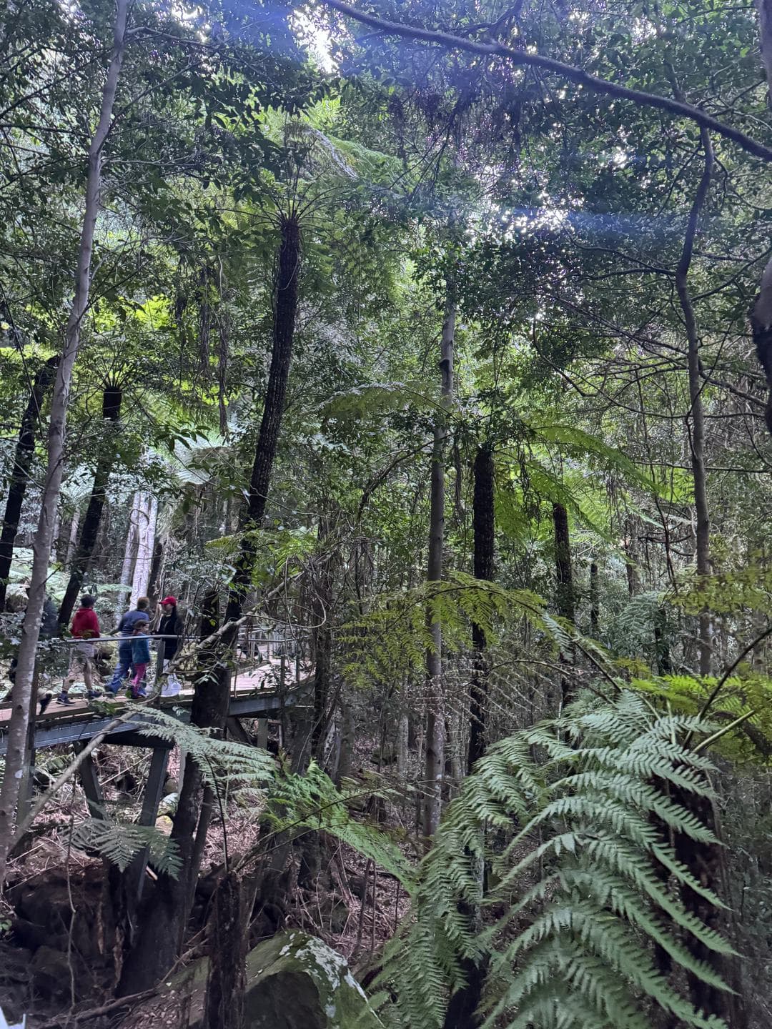 A boardwalk through tree ferns and tall eucalyptus