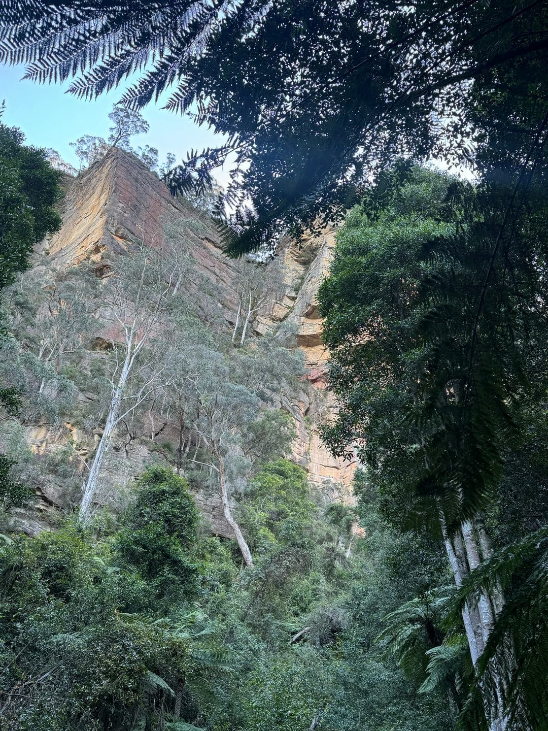 Orange cliffs glimpsed through the rainforest