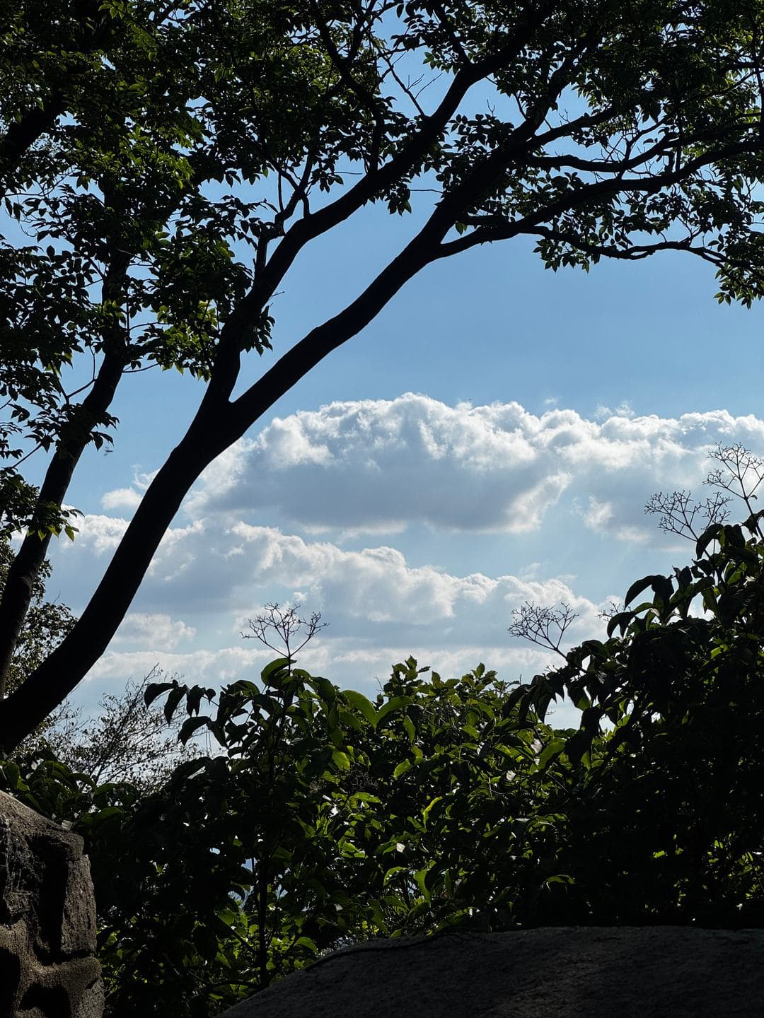 Clouds framed by branches from the mountain trail