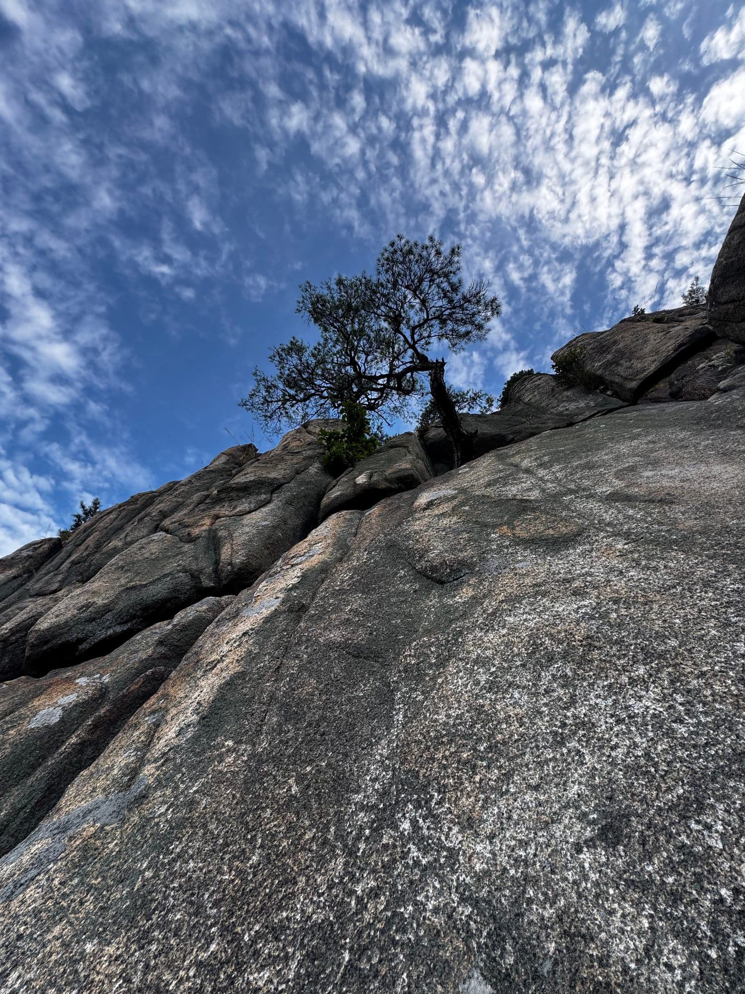 A lone pine on a granite slab against a mackerel sky