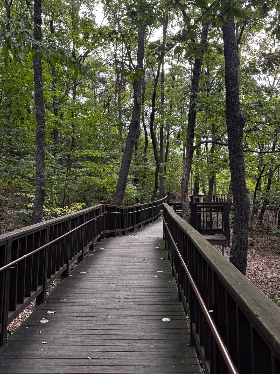 A wooden boardwalk through the forest in early-morning shade