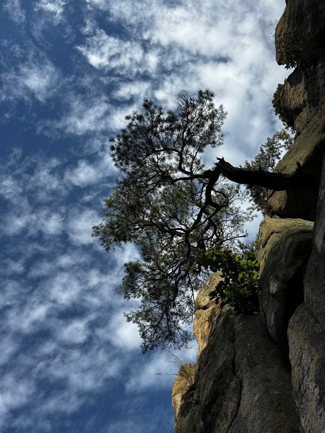 A pine growing out of a rock face, seen from below