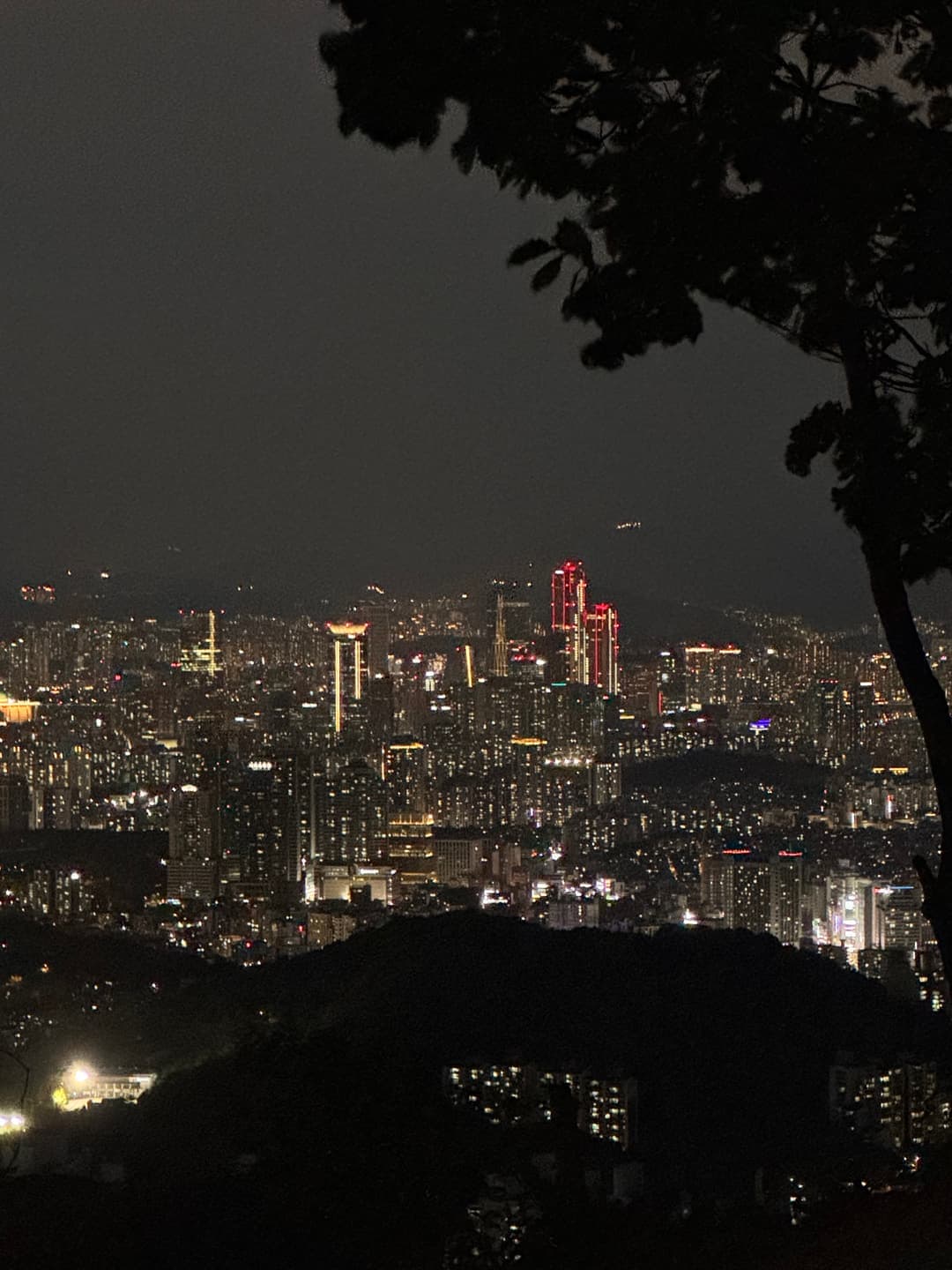 High-rises and lights of the city between tree branches at night