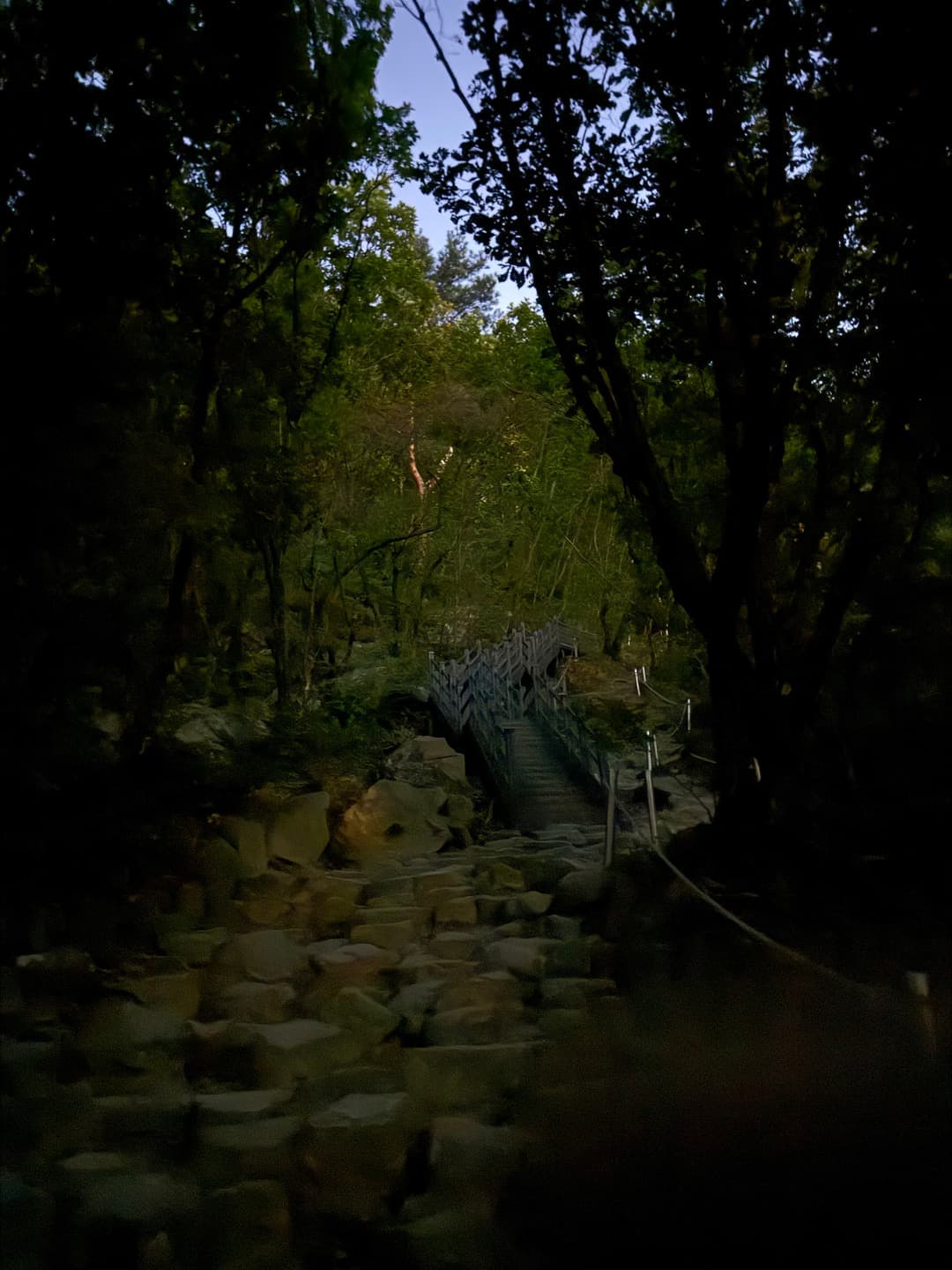 Stone steps going down through the dark forest