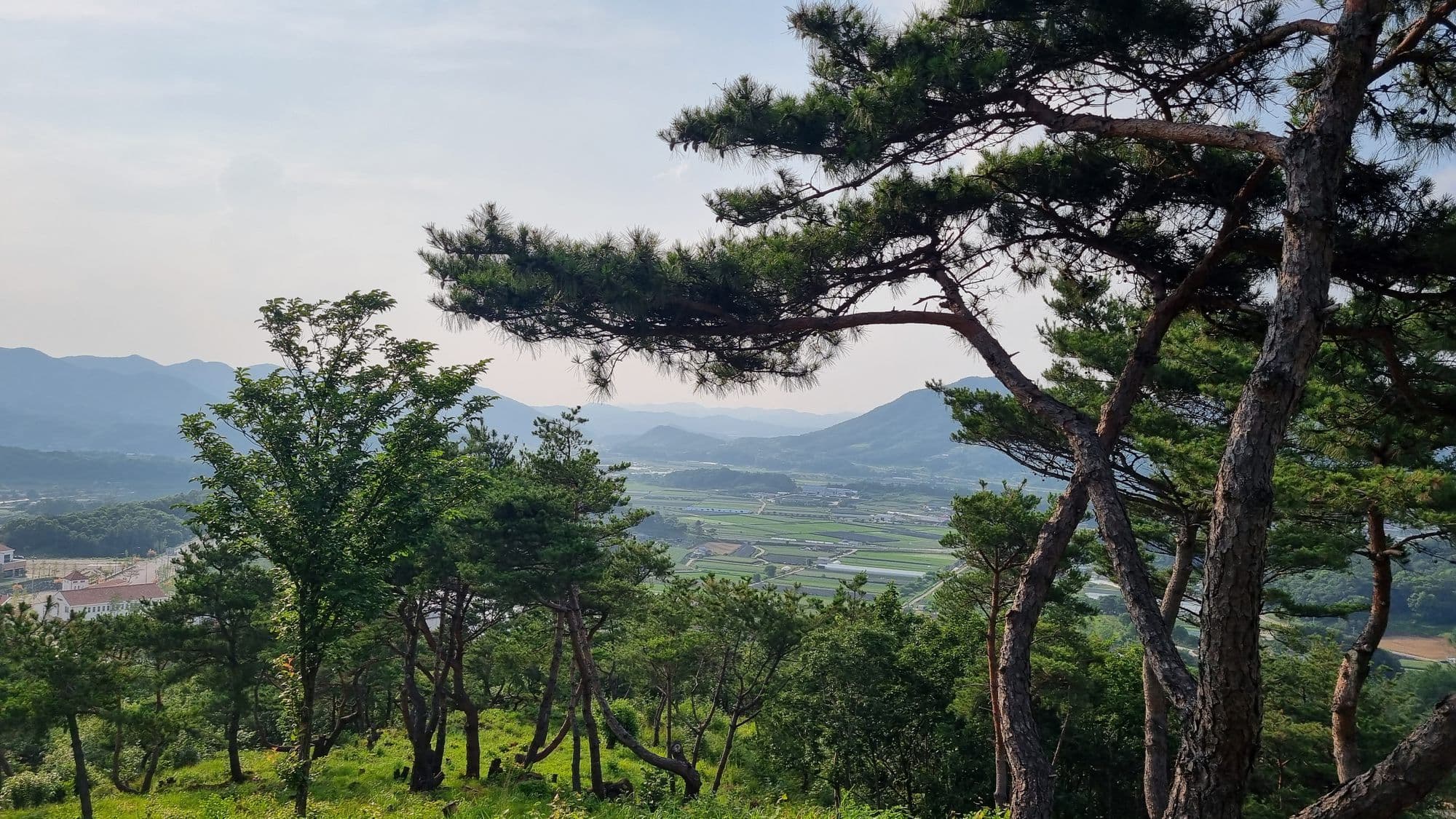Red-barked pines framing a wide green valley and distant ridges
