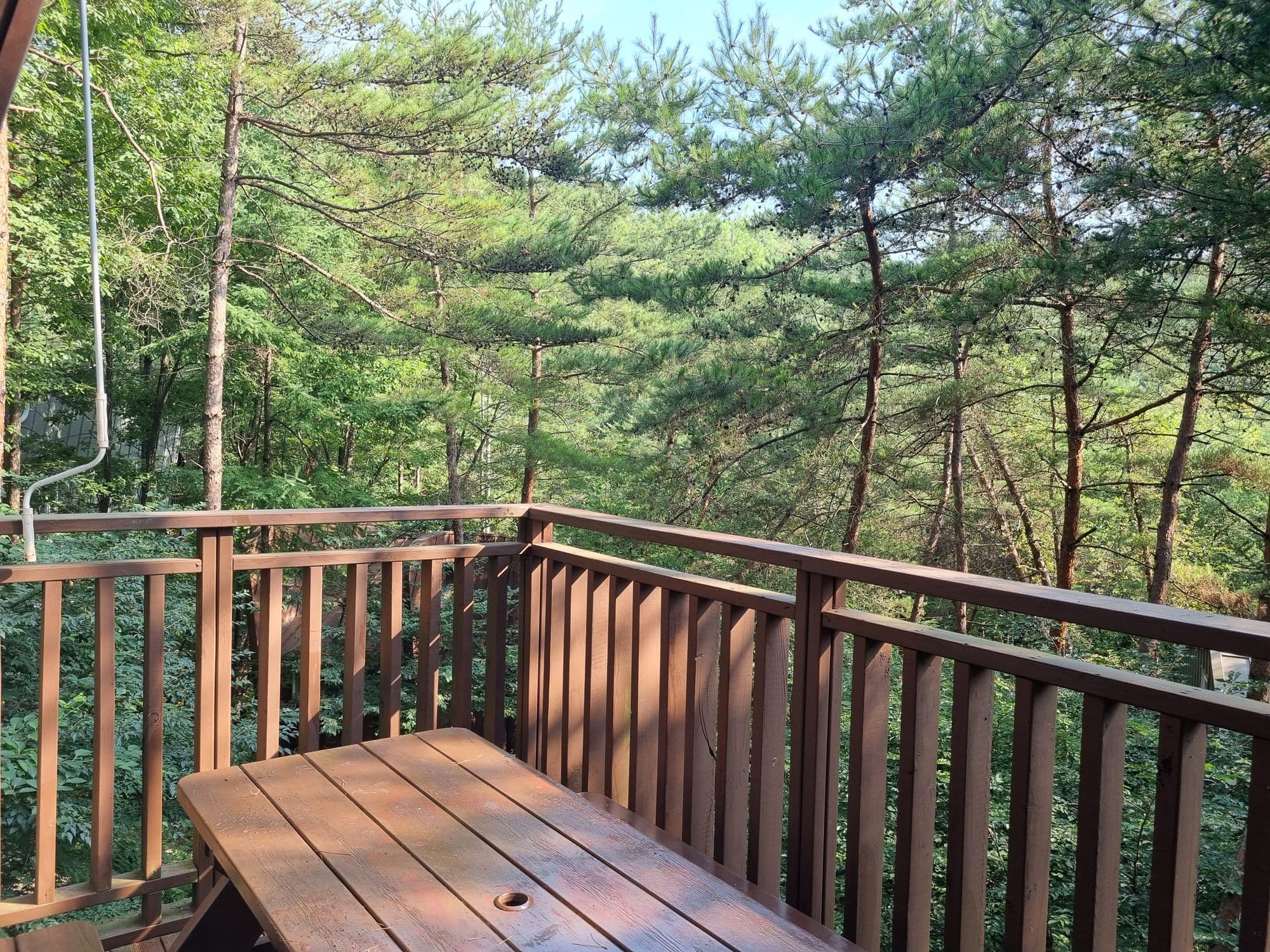 A wooden deck with a picnic table, surrounded by pines in morning light