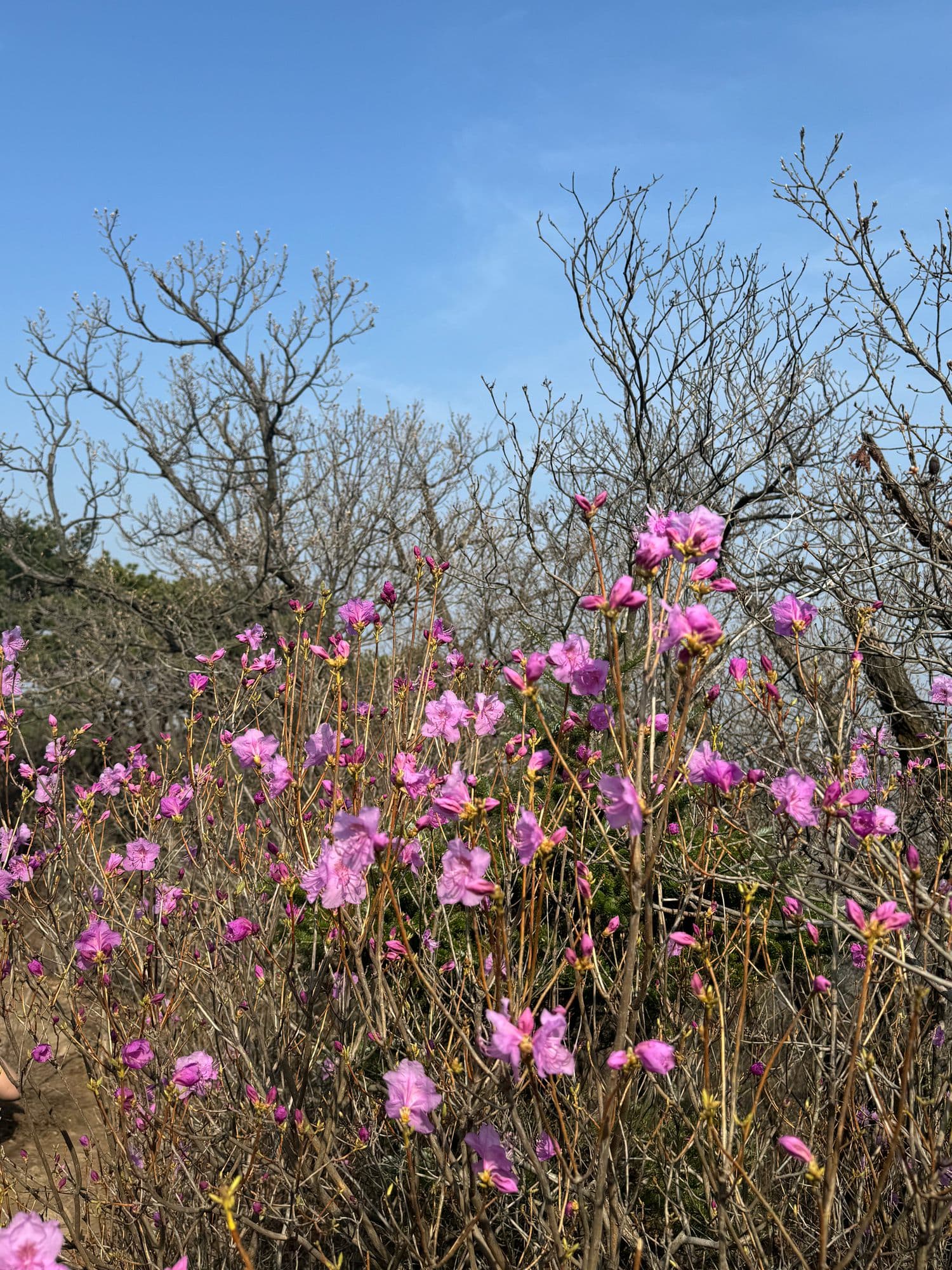 Pink azaleas in bloom on a still-bare April ridge