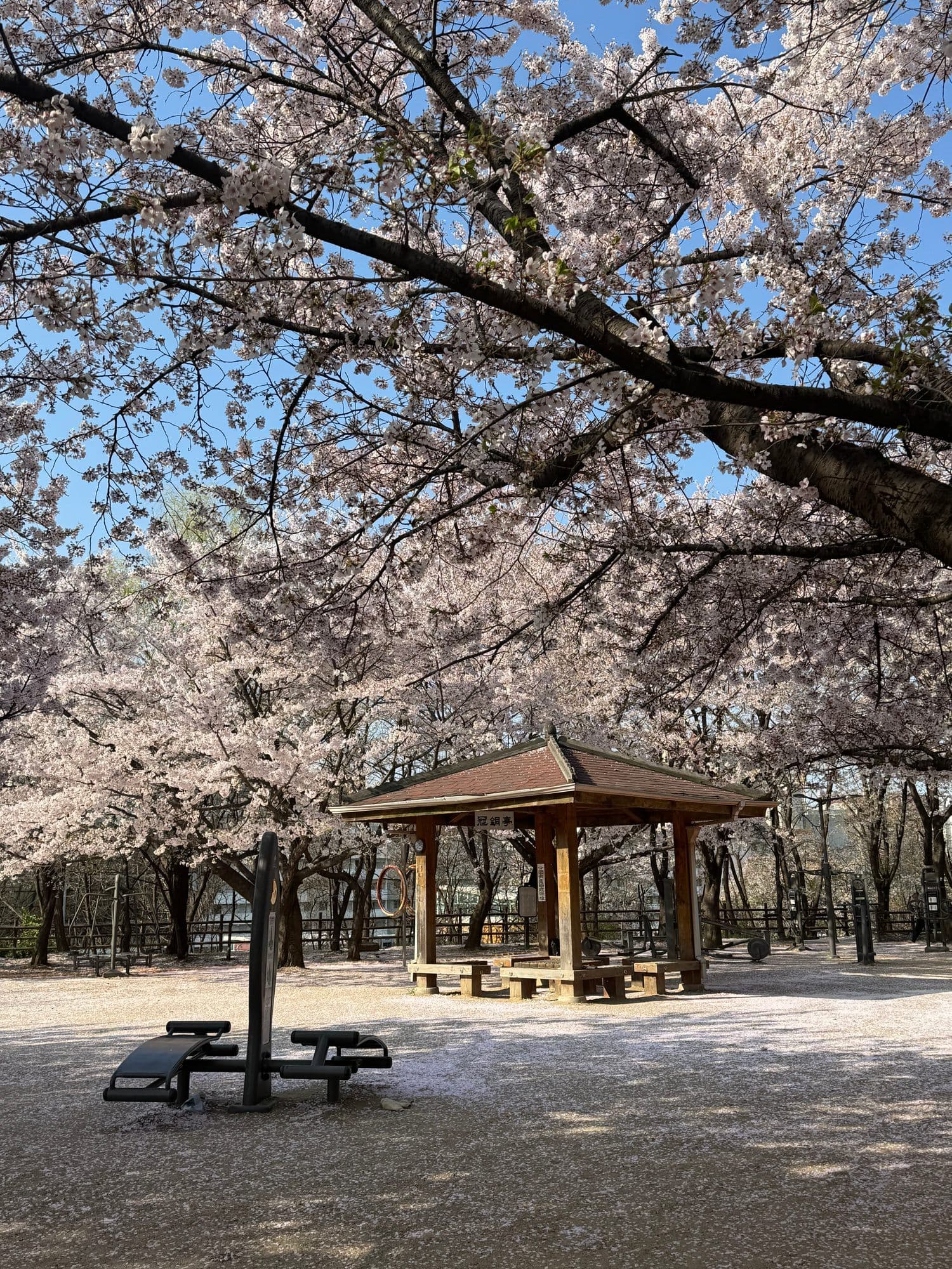 A wooden pavilion under a canopy of cherry blossoms, petals on the ground