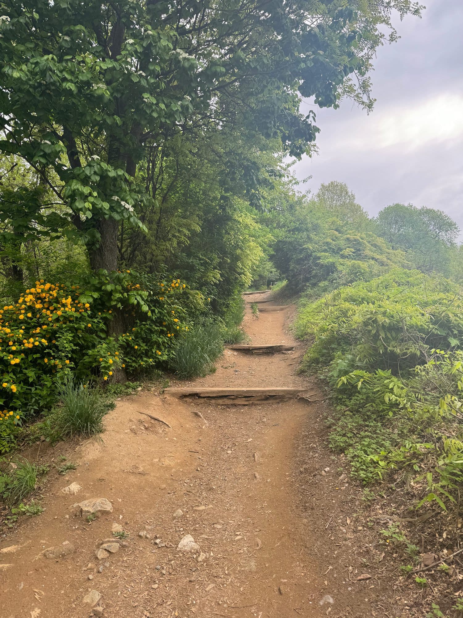 A dirt trail climbing between green trees, yellow flowers at its edge