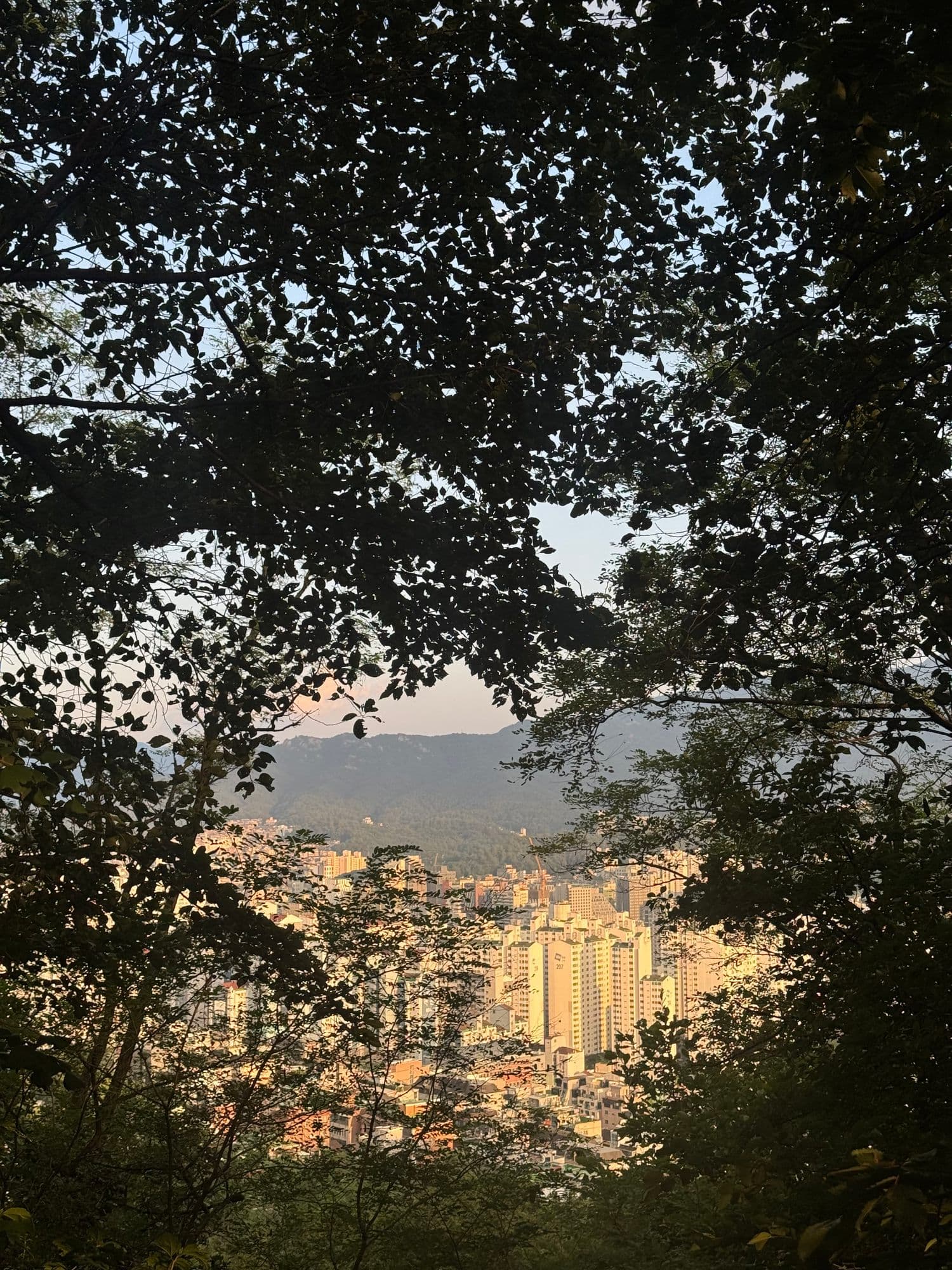 The city at dusk framed by dark leaves on Guksabong